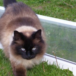 This is a cat I had a number of years back. Unfortunately someone killed him :/ We called him Fatty.