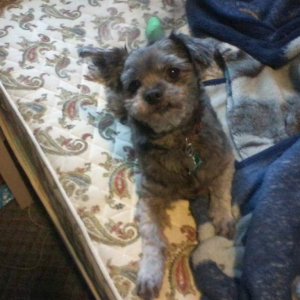 Diablo, my boyfriend's dog that he got when he was younger. We often say that he looks like he's been hit by a truck, but really that's just his face.
