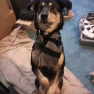 My dog Daisy, that if you ask me anything about you will find out that she's pretty much one of the most important things in my life :P I'm like those