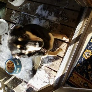 One of the first pictures I ever saw of Daisy. She looked so much like my old dog that I instantly melted and called the folks on craigslist that had 