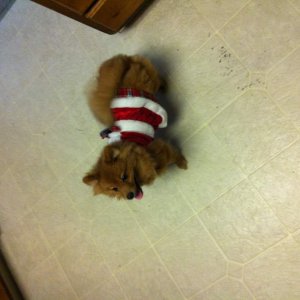 Christmas Bunny!