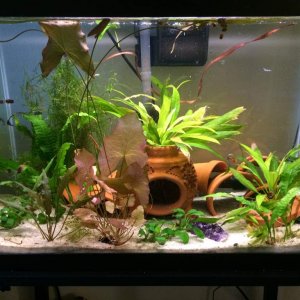 Shrimp tank