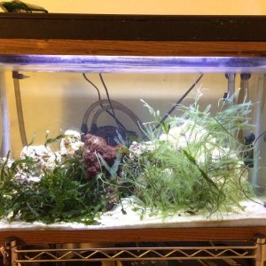 Saltwater tank
