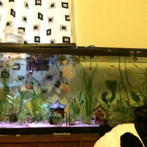 Community tank
