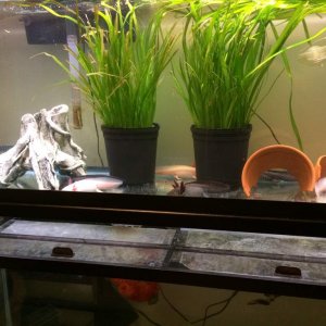 Adult axies