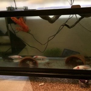 Young axies