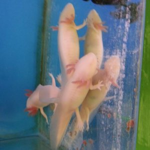 In his tank at the aquatics centre where I got him.