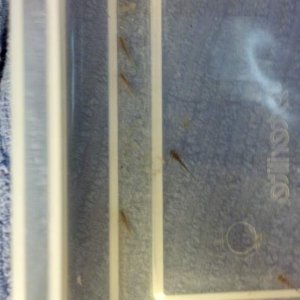 03 13 14 day of hatching (4)