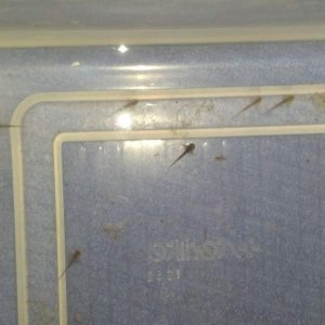 03 13 14 day of hatching (5)