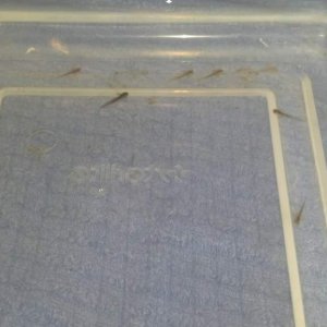 03 13 14 day of hatching (6)