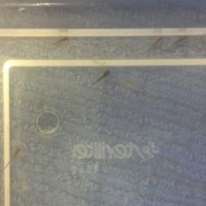 03 13 14 day of hatching