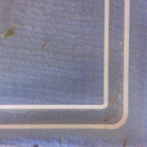 03 13 14 day of hatching (2)