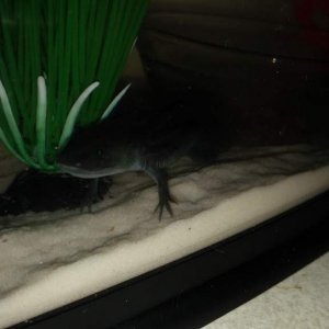 GFP Melanoid
