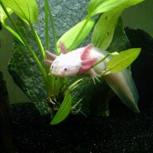 Pascal