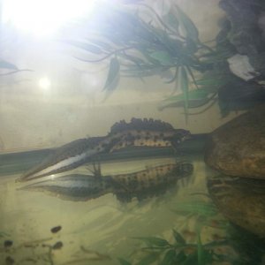 T. dobrogicus- male