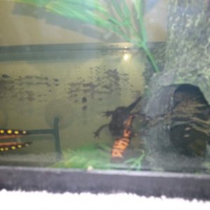 C. pyrrhogaster (Fire Belly) & N. strauchii (Yellow Spotted)