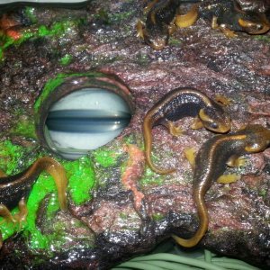 Tylototriton verrucosus (Himalyan)