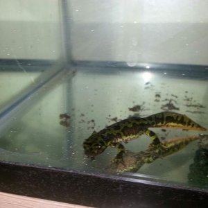 T. marmoratus (Marbled)