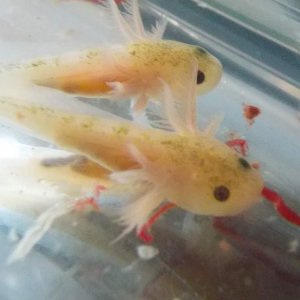 3/22  (day 37) Day 25 since hatched. Front feet are fully in and back leg buds starting. Just graduated to bloodworms.