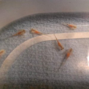 Happy full baby lotls