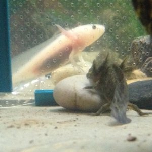 Valentine and Breen getting comfortable with each other
