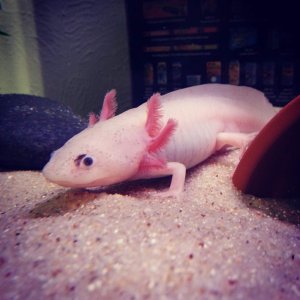 Leucistic, male