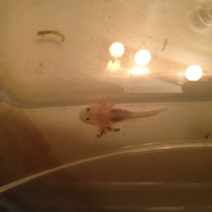 Day 1 - about 6 weeks old