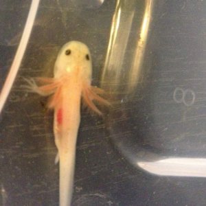 Day 5 - look at those leg buds!