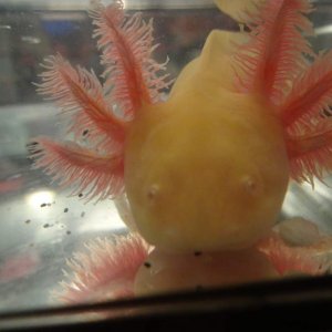 Axies 056