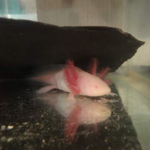 Axies 090