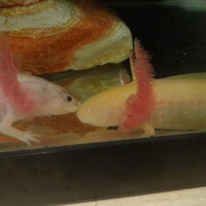 Axies 150