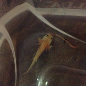 His first worm... Day 8