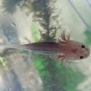 3weeks after rescue.