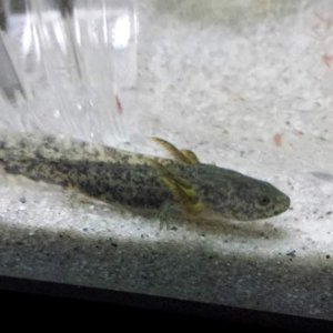 My wild type axie, day or so after I got it.