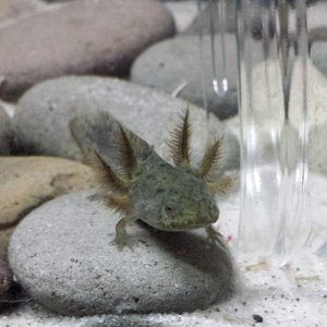 Wild type axie about 2 weeks after I got it, growing fast!