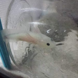 My GFP leucistic axie, the day I got it.