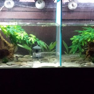 My 55 gallon, home to my two axolotls.