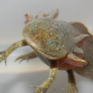 axel GFP WIldtype