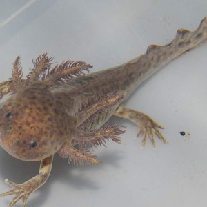 Rose (male) Wildtype het for Copper