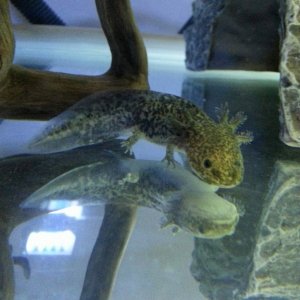 1st day in tank.