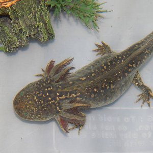 axel GFP wildtype