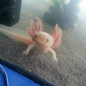 axel