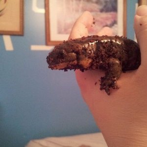 speckles