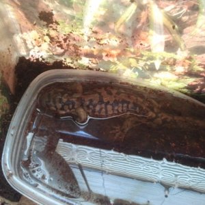 speckles in water bowl