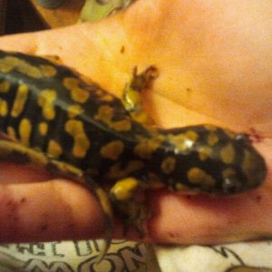 tiger salamander named speckles