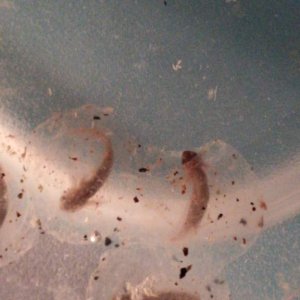 Baby hatching!