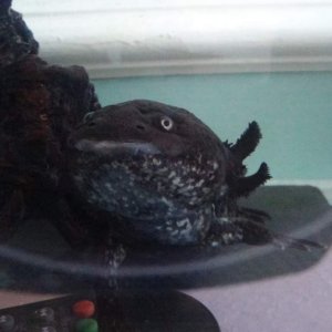 My big handsome boy's face! Toothless is a year old and is my male Wildtype.