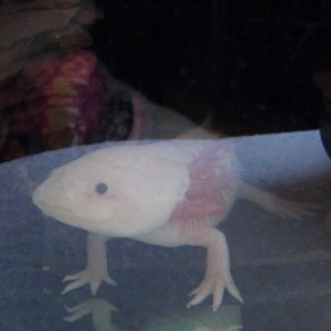 Little Jack, my Leucistic. He came as a pair with Embry.