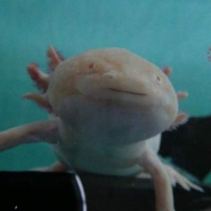 Gally's face. She has much stubbier gills than Embry and Jack as she came to me with badly nibbled gills. She is Female, Golden Albino and about a yea