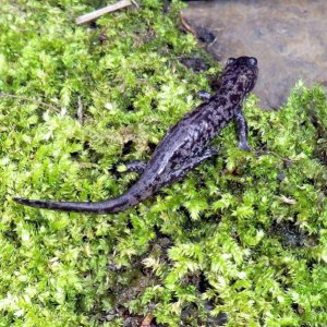 Hynobius sonani